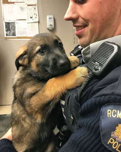 polis köpeği yavru