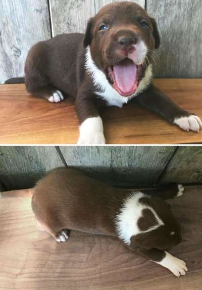 kalp desenli tatlı köpek yavru resimleri