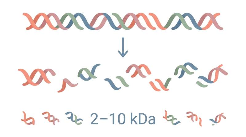 Kolajen peptit yapisi infografik